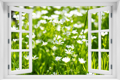 Fototapeta Naklejka Na Ścianę Okno 3D - background of chickweed flowers in spring