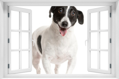 Fototapeta Naklejka Na Ścianę Okno 3D - Mixed breed dog standing, cut out