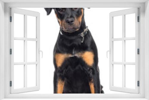 Fototapeta Naklejka Na Ścianę Okno 3D - Mixed-breed Dog sitting, cut out