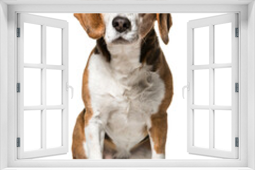 Fototapeta Naklejka Na Ścianę Okno 3D - Sitting cute Beagle Dog, cut out