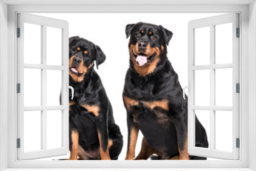 Fototapeta Naklejka Na Ścianę Okno 3D - Two Rottweiler Dogs Sitting together and panting , cut out