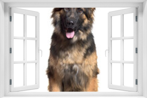Fototapeta Naklejka Na Ścianę Okno 3D - German Shepherd, Dog, pet, studio photography, cut out