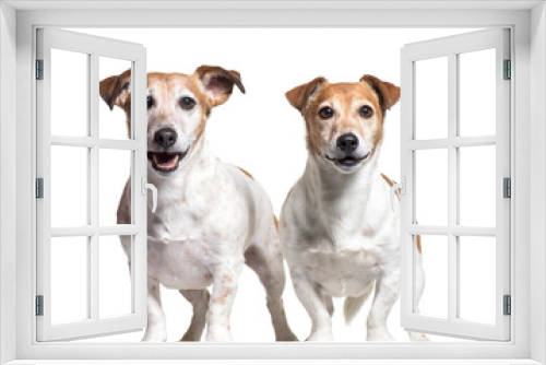 Fototapeta Naklejka Na Ścianę Okno 3D - Two Jack russel dogs, standing, cut out