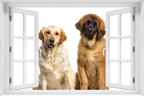 Fototapeta Naklejka Na Ścianę Okno 3D - Leonberger and Labrador Retriever dogs sitting, cut out