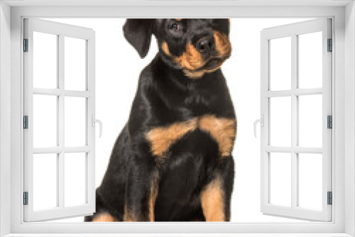 Fototapeta Naklejka Na Ścianę Okno 3D - Rottweiler dog sitting, cut out