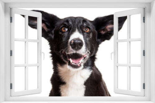 Fototapeta Naklejka Na Ścianę Okno 3D - Close-up of mixed-breed dog, cut out
