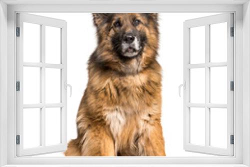 Fototapeta Naklejka Na Ścianę Okno 3D - Mixed-breed dog sitting, cut out