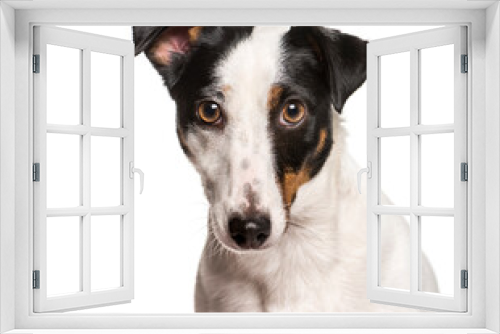 Fototapeta Naklejka Na Ścianę Okno 3D - Close-up of Jack Russel Terrier dog, cut out