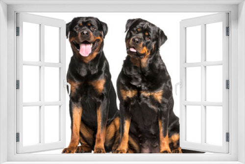 Fototapeta Naklejka Na Ścianę Okno 3D - Rottweiler dogs sitting and panting, cut out