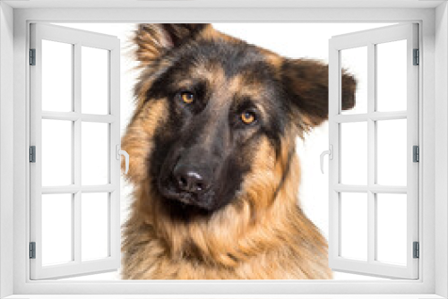 Fototapeta Naklejka Na Ścianę Okno 3D - Close-up of German Shepherd dog, cut out