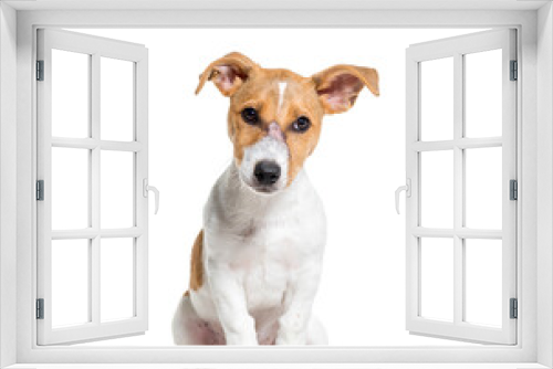 Fototapeta Naklejka Na Ścianę Okno 3D - Jack Russel terrier dog sitting, cut out
