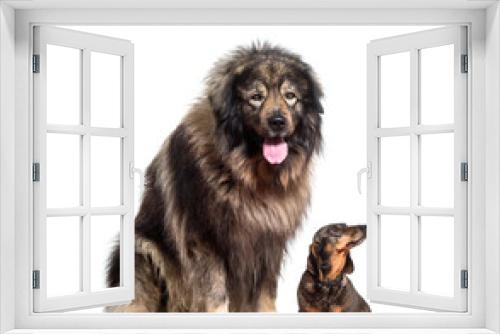 Fototapeta Naklejka Na Ścianę Okno 3D - Sarplaninac panting and dachshund dogs sitting, cut out