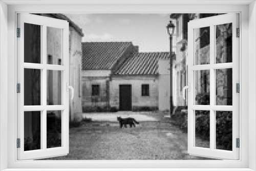 Fototapeta Naklejka Na Ścianę Okno 3D - Grayscale of a cat walking on a road of a deserted village