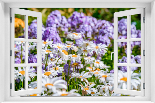 Fototapeta Naklejka Na Ścianę Okno 3D - A colorful field of daisies and purple flowers