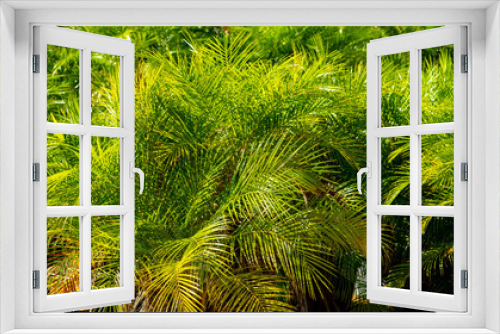 Fototapeta Naklejka Na Ścianę Okno 3D - Thickets of branches of young palm trees.