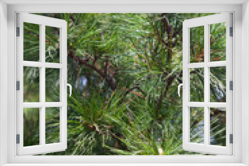 Fototapeta Naklejka Na Ścianę Okno 3D - Closeup of the pine buds and needles
