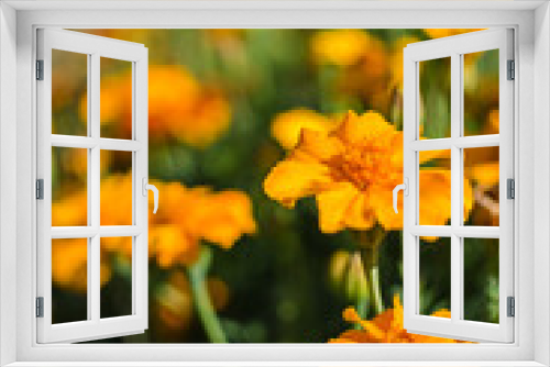 Fototapeta Naklejka Na Ścianę Okno 3D - Beautiful marigolds bloom outdoors