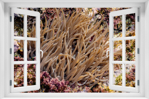 Fototapeta Naklejka Na Ścianę Okno 3D - snakelocks anemone (Anemonia viridis) on a rock during low tide