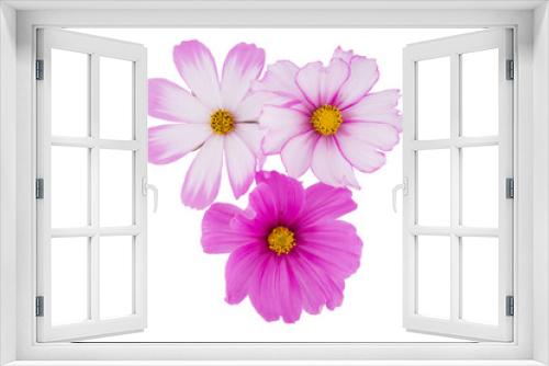 Fototapeta Naklejka Na Ścianę Okno 3D - beautiful cosmos flowers isolated on white background