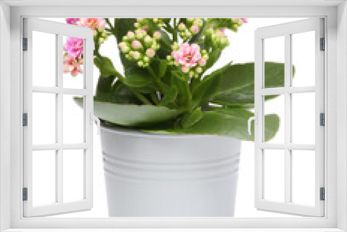 Fototapeta Naklejka Na Ścianę Okno 3D - Kalanchoe flower in stylish pot isolated on white