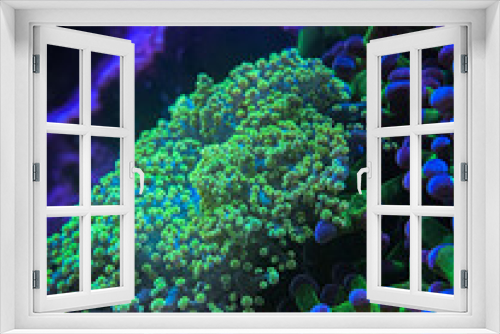 Fototapeta Naklejka Na Ścianę Okno 3D - reef