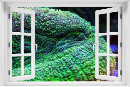 Fototapeta Naklejka Na Ścianę Okno 3D - Coral