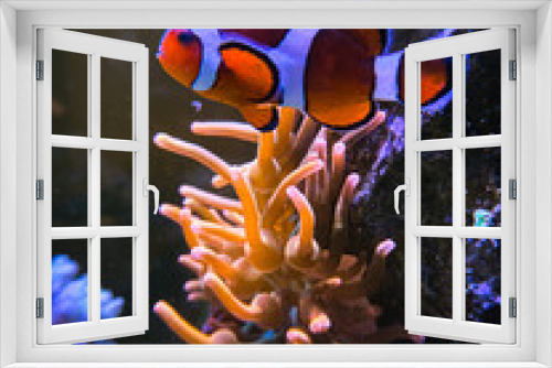 Fototapeta Naklejka Na Ścianę Okno 3D - Fish in anemone