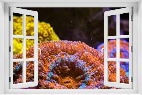 Fototapeta Naklejka Na Ścianę Okno 3D - Corals