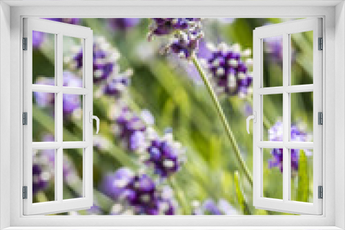 Fototapeta Naklejka Na Ścianę Okno 3D - Lavendelblüte