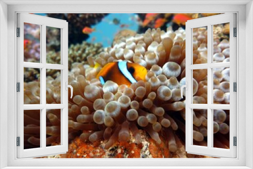 Fototapeta Naklejka Na Ścianę Okno 3D - red sea clown fish