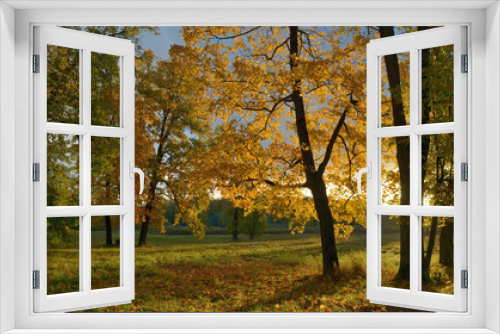 Fototapeta Naklejka Na Ścianę Okno 3D - Morning in the forest in autumn.
