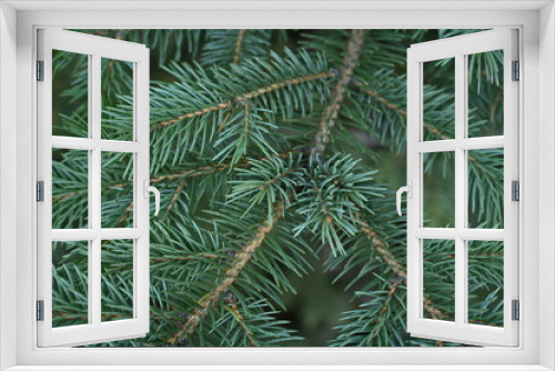 Fototapeta Naklejka Na Ścianę Okno 3D - green branches of a Christmas tree close-up,  short needles of a coniferous tree close-up on a green background, texture of needles of a Christmas tree close-up, blue pine branches