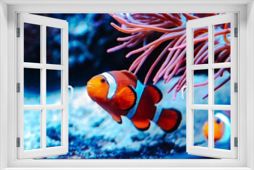 Fototapeta Naklejka Na Ścianę Okno 3D - Ocellaris clownfish swimming in an aquarium
