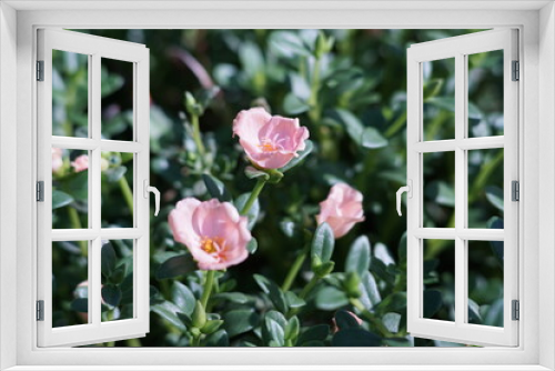 Fototapeta Naklejka Na Ścianę Okno 3D - pink rose bush