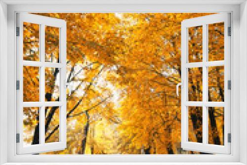 Fototapeta Naklejka Na Ścianę Okno 3D - autumn park landscape