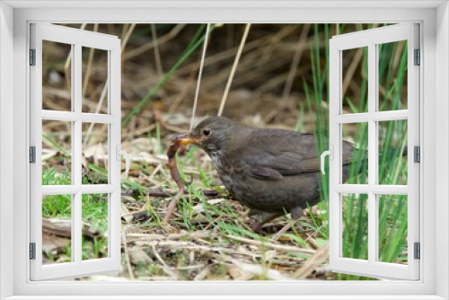 Fototapeta Naklejka Na Ścianę Okno 3D - Eurasian blackbird hunting a worm from the ground