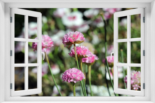 Fototapeta Naklejka Na Ścianę Okno 3D - Pink armeria flowers on a plant in a garden