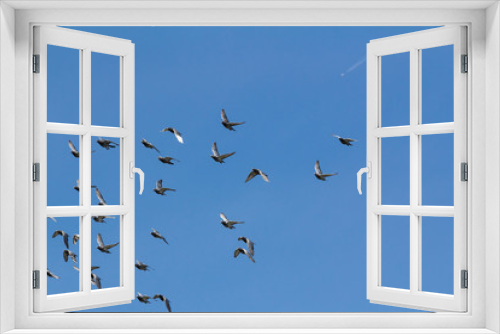 Fototapeta Naklejka Na Ścianę Okno 3D - Taubenschwarm am Himmel