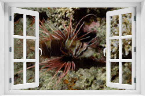 Fototapeta Naklejka Na Ścianę Okno 3D - Lionfish - Rotfeuerfisch - Red Sea - Rotes Meer - Fisch