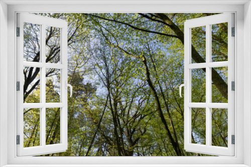 Fototapeta Naklejka Na Ścianę Okno 3D - young foliage on deciduous trees in the forest in the spring season