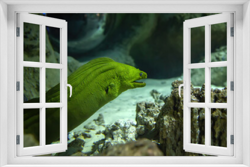 Fototapeta Naklejka Na Ścianę Okno 3D - Green moray (Gymnothorax funebris) in coral reef close-up