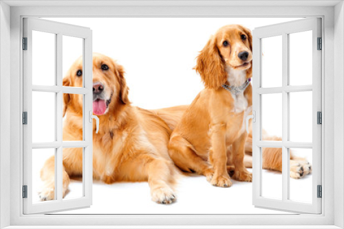 Fototapeta Naklejka Na Ścianę Okno 3D - Two Dogs