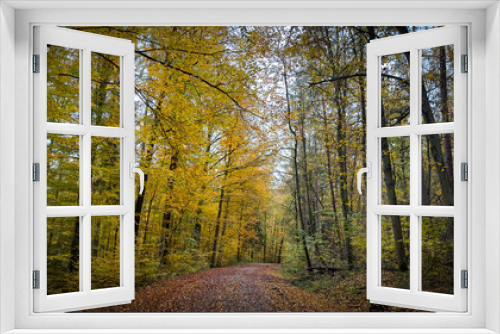 Fototapeta Naklejka Na Ścianę Okno 3D - Herbstspaziergang in einem wunderschönen Wald in Deutschland