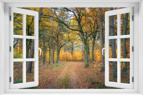 Fototapeta Naklejka Na Ścianę Okno 3D - Piękna polska złota jesień w parku narodowym. Ścieżka w jesiennym polskim lesie