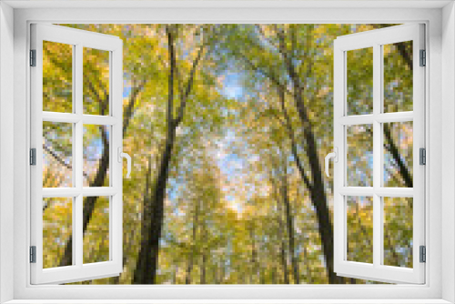 Fototapeta Naklejka Na Ścianę Okno 3D - Broadleaved beech woodland in autumn 