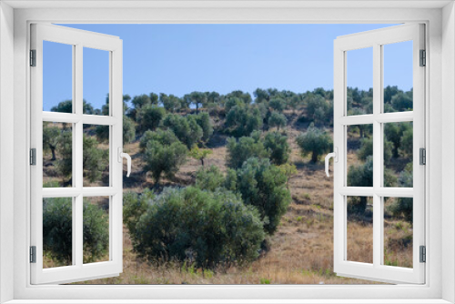 Fototapeta Naklejka Na Ścianę Okno 3D - Olive grove on mountainside with footpath. blue sky. dry grass