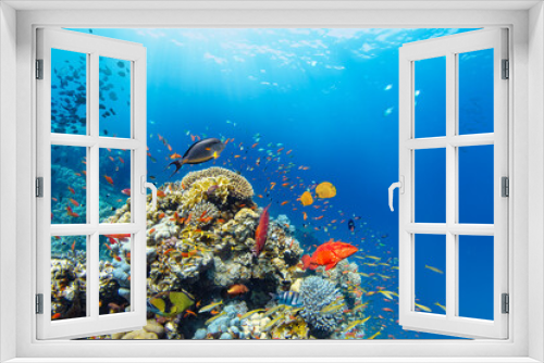 Fototapeta Naklejka Na Ścianę Okno 3D - Underwater Tropical Corals Reef with colorful sea fish. Marine life sea world. Tropical colourful underwater panormatic seascape.