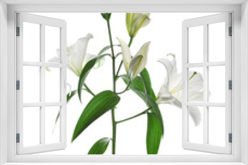 Fototapeta Naklejka Na Ścianę Okno 3D - Beautiful fresh lily plant isolated on white