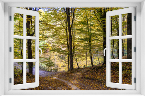 Fototapeta Naklejka Na Ścianę Okno 3D - Autumn forest in a sunny day