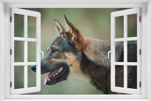 Fototapeta Naklejka Na Ścianę Okno 3D - A side profile of a brindle dog with perked ears and open mouth, exuding curiosity, set against a tranquil green backdrop.